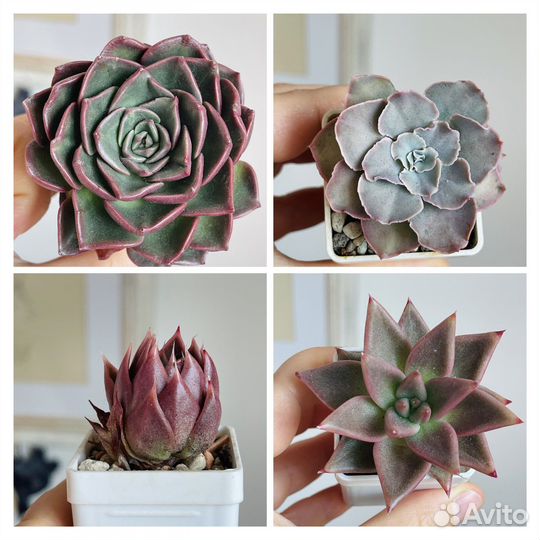 Суккуленты. Эхеверия. Распродаю коллекцию
