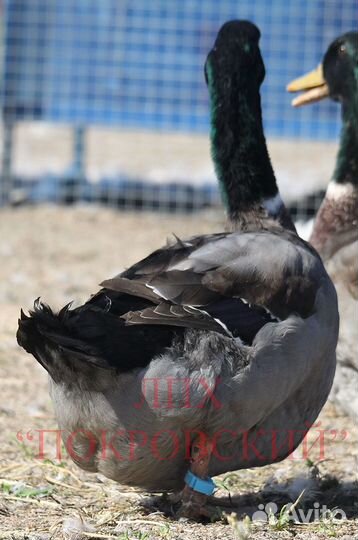 Селезни руанской утки