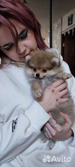 Пумеранский шпиц мини щенок