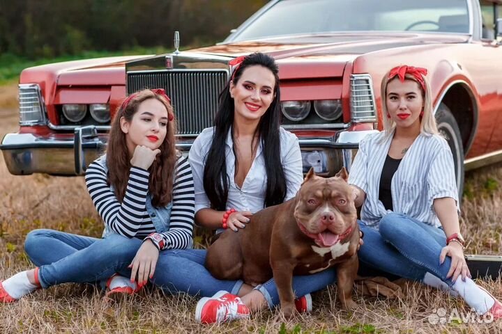 Американский булли вязка