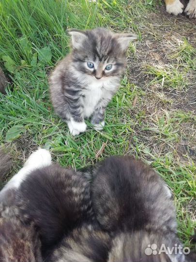 Котята в добрые руки мальчики