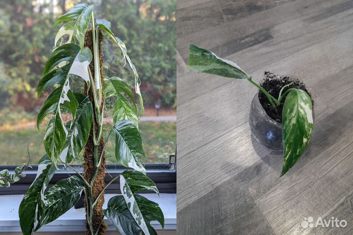 Комнатные растения