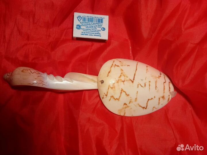 Ложка из раковины из Полинезии