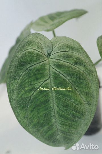 Сингониумы сортовые