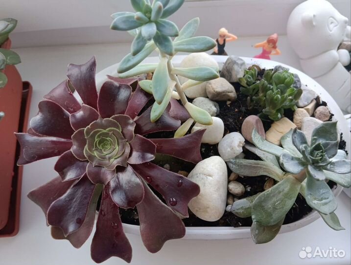 Суккуленты, мини-садик