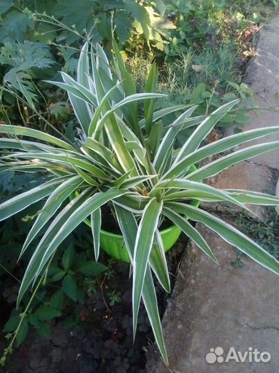 Комнатные цветы и другие