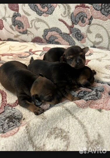 Той-терьер щенки