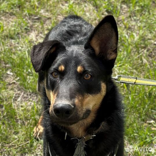 Потрясающий пёс из приюта