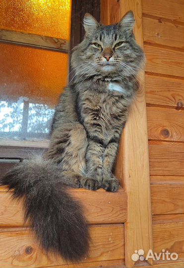 Кот ищет дом