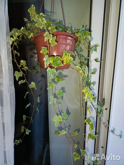 Замиокулькас зензи жук