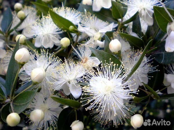 Мирт - дерево счастья