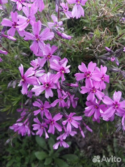 Флокс шиловидный, хоста, клематис