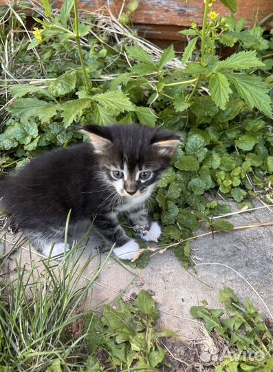 Котенок