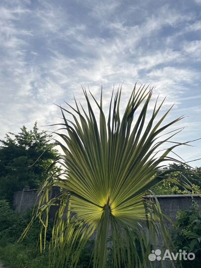 Пальмовые листья