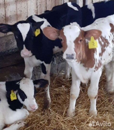 Б бычки сименталы холмогоры