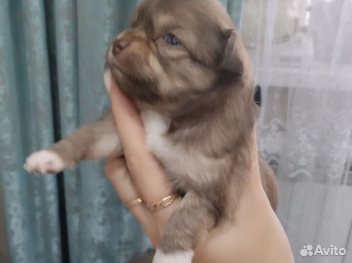 Щенки чихуахуа