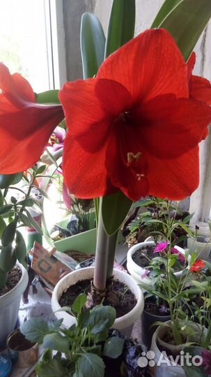 Гиппеаструм