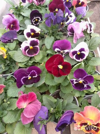 Виола цветы