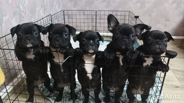 Собаки щенки французский бульдог
