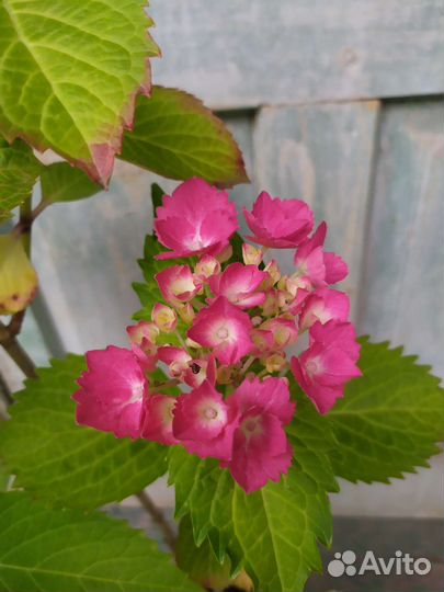 Гортензия цветущая шикарная большая