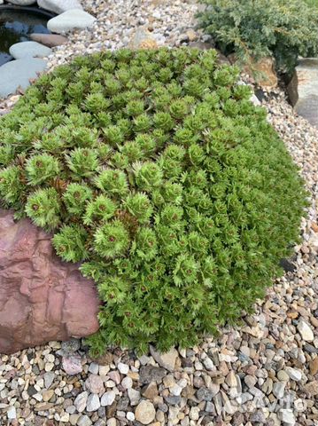 Растения для альп. горок, рокариев