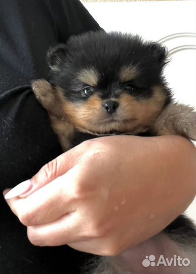 Мини шпицулька мишка boo