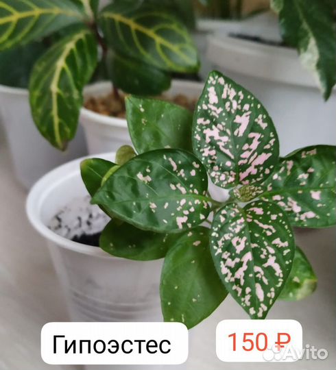 Фикус. Алоказия. Хамедорея