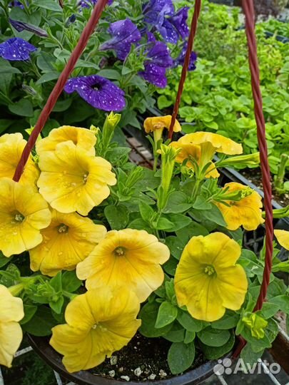 Петуния в кашпо