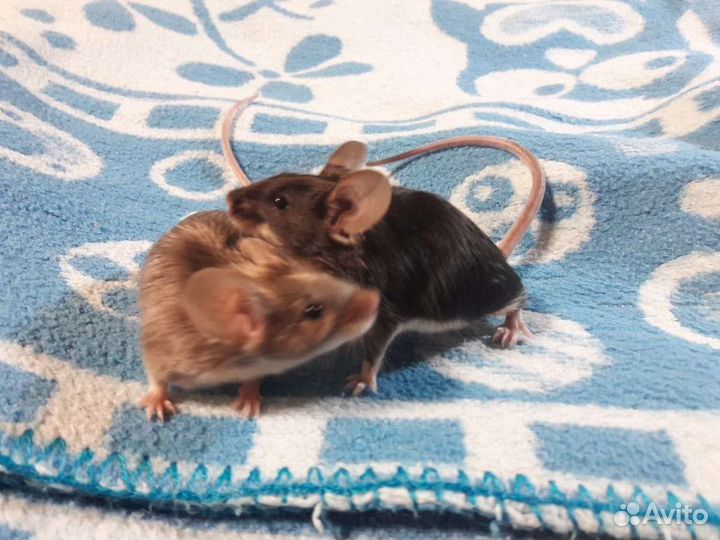 Декоративные сатиновые мышки