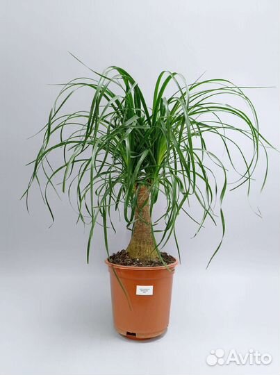 Бокарнея (Нолина) высотой 71 см