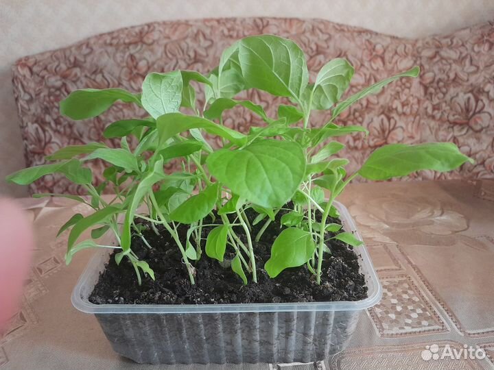 Продам рассаду баклажан,перца,помидор