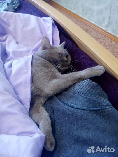 Лиловый британец