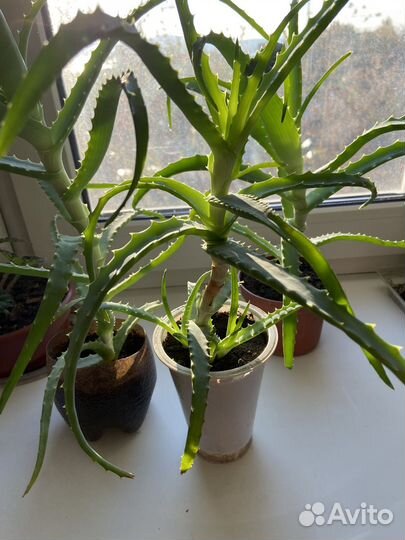 Алоэ больше 3 лет