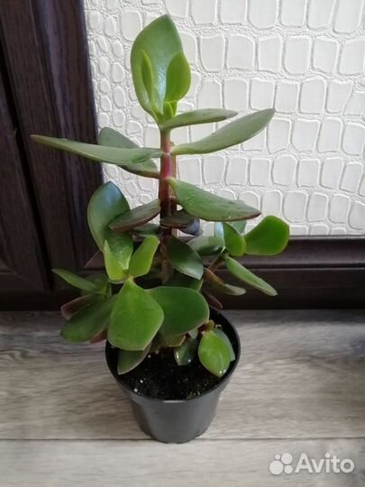 Денежное дерево