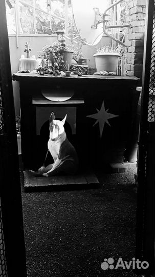 Бультерьер вязка