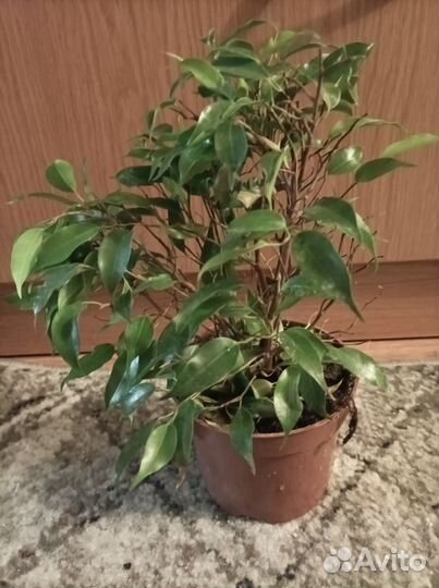 Фикус бенджамина Наташа