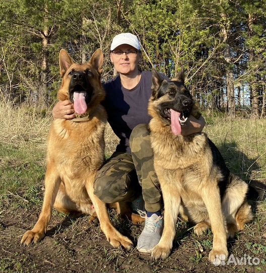 Услуги по передержки собак. 1500