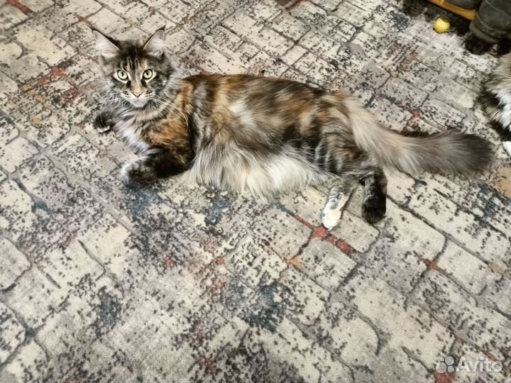 Мейнкунята
