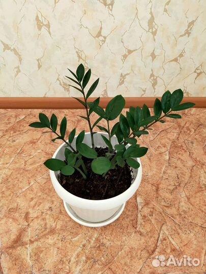 Комнатные растения (замиокулькас, эухарис)