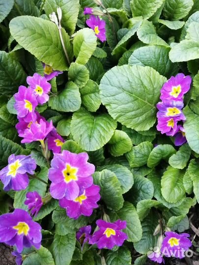 Многолетники