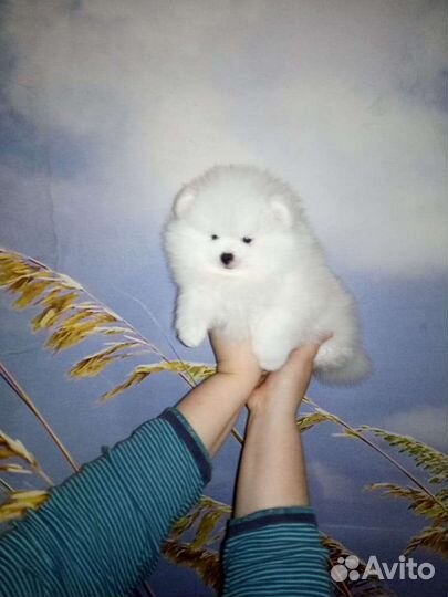 Мишки померанчики мини и