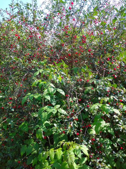 Участок 9,8 сот. (СНТ, ДНП)