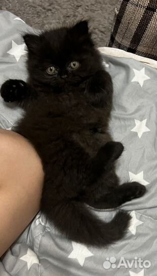 Персидский котенок