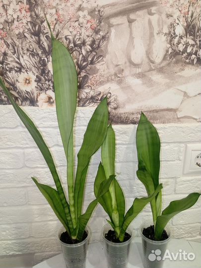 Сансевиерия Муншайн