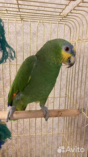 Попугай Венесуэльский Амазон