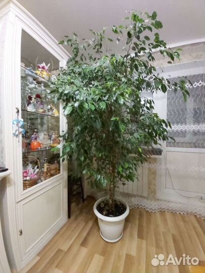 Фикум Бенджамина