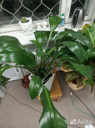 Эухарис амазонская лилия 90см