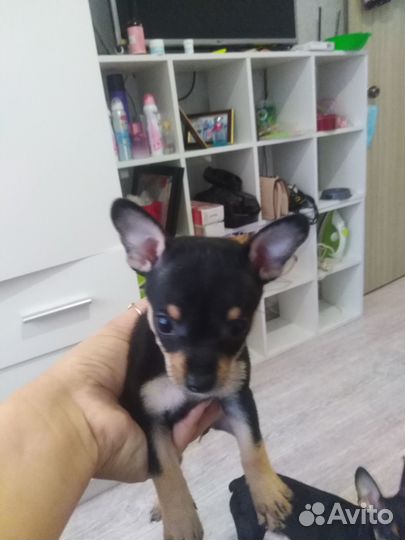 Продам щенков мини той терьера