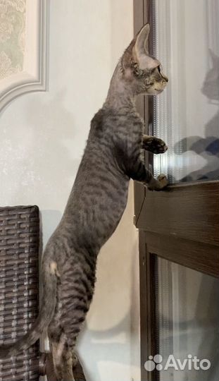 Девон-рекс котенок мальчик