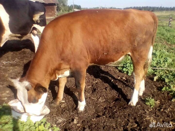 Нетель 1.5 года